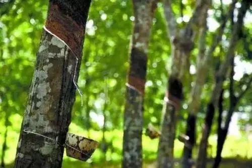 天然橡膠行情|多因素影響下，天然橡膠小幅上調