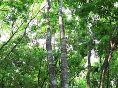 從嚴(yán)管到松綁，EUDR 調(diào)整如何重塑天然橡膠產(chǎn)業(yè)版圖？