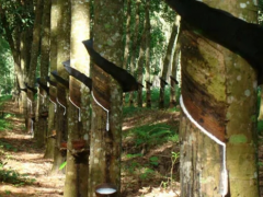 泰國(guó)橡膠業(yè)調(diào)整開割季，膠農(nóng)盼零關(guān)稅合作促發(fā)展