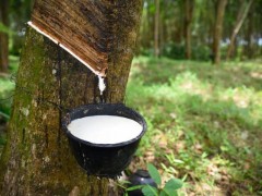 多重困境交織，越南天然橡膠行業(yè)發(fā)展步履維艱